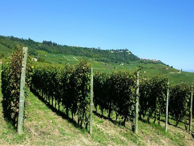 DAY EXCURSION TO BAROLO, LANGHE 
